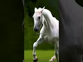 Suara kuda berlari dan meringkik #horse #animals #tranding #shorts