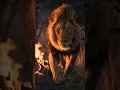 Download Lagu Lion approaches!