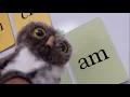 Glued sounds song X2