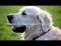Lagu Dogs Photo  Collection Gallery Preview