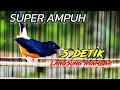 Lagu 🎶 LIVE PANCINGAN MURAI BATU GACOR | Suara Ngeplong Panjang Hari Ini
