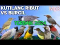 Download Lagu Mp3 Pikat Kutilang Ribut Kombinasi Burcil, Suara Ini Terbaik 2024 Wajib Coba ❗