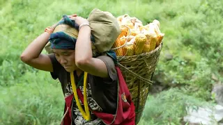 Carrying a load of corn from the field back home in the village.llRuralvillagelife