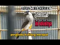Download Lagu PERAWATAN KUTILANG AGAR GACOR \u0026 VOLUME KERAS