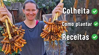 How to Use Turmeric for Maximum Benefits | 2 Easy Recipes | Fresh Turmeric Root🌱