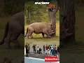 Download Lagu OMG! RHINO HELPING TIGER COME DOWN FROM TREE #rhino #tiger #animals