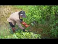 Primitive fishing method: draining abandoned pond to catch giant carp - with the involvement of dogs