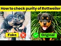 How to check quality of rottweiler puppy how to check purity of rottweiler