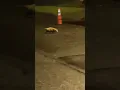 possum s on rabies and road