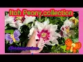 Download Lagu Itoh Peony beautifull plants for home || gardening with happy
