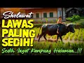 Download Lagu SHOLAWAT SEDIH JAMAN DULU, SHOLAWAT JAWA KUNO, SHOLAWAT BURDAH PENENANG HATI DAN PIKIRAN