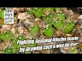 Real Easy Setup for Growing Cacti from Seed Nice
