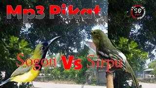 Download SOGON VS SIRPU Duet Nyerecet (Suara Pikat) MP3