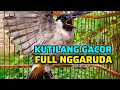 Lagu Kutilang gacor full garuda isian