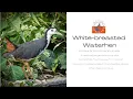 Download Lagu Bird Cards-White-breasted Waterhen-Amaurornis phoenicurus-Bird Calls-Thailand