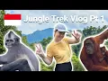 Download Lagu Finding Orangutans in Gunung Leuser National Park 🇮🇩 Jungle Trekking in Sumatra - Part 1 | Vlog #5