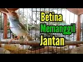 Download Lagu PRENJAK BETINA Gacor Istimewa Suara Jernih, Cocok buat Masteran Ataupun Pancingan pikat.