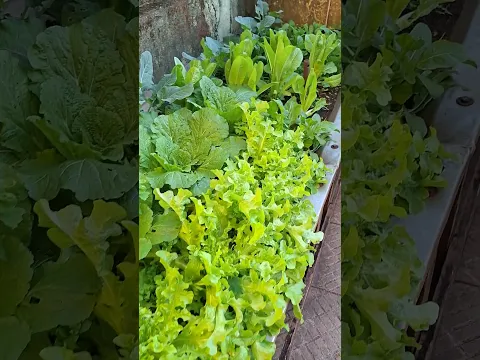 posso plantar várias vezes no mesmo vaso com a mesma terra? #plantas