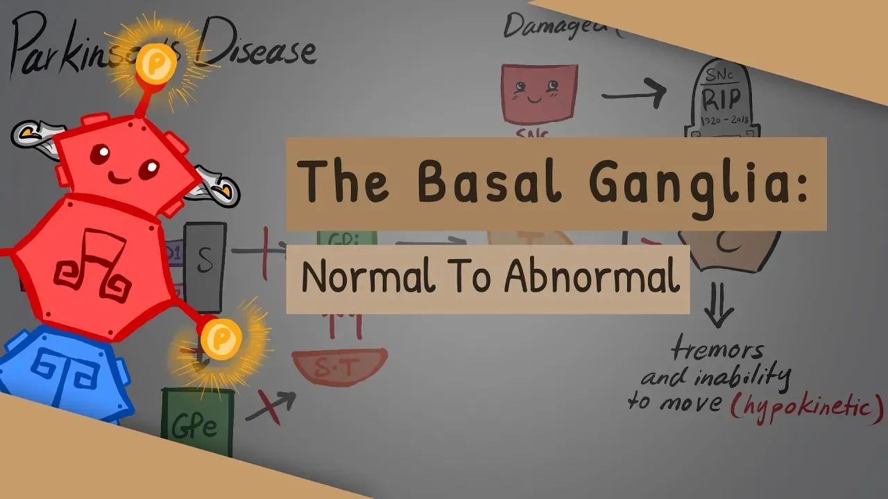 The Basal Ganglia: The direct and indirect pathways
