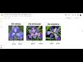 Predict Iris Data Using Decision Tree Algorithm