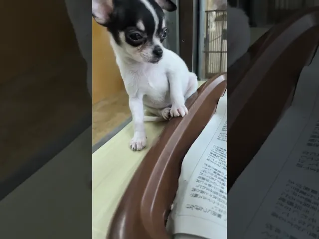 動画