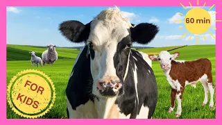 All About Cows & Farm Animals for Kids🐄 Cows, Sheep & more🐮 Preschool Learning Compilation