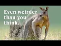 Kangaroos - The Good the Bad and the Weird