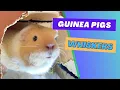 Are guinea pigs whiskers important