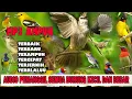 Download Lagu Pikat ampuh untuk semua burung,suara panggilan berbagai jenis burung liar.