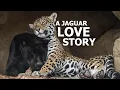 Download Lagu The Love Story Of Jaguars; Neron and Keira! - The Big Cat Sanctuary