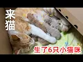Download Lagu 李俊一大早就被来猫叫醒，还以为发生什么事了，山里连续下暴雨 牛圈茶室四处漏雨