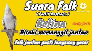 suara parkit australia falk betina birahi memanggil jantan cockatiel bird female