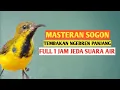 Download Lagu 🔴Masteran sogon full 1 jam tembakan panjang pleci zipper wit wit jeda suara air‼️
