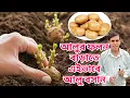 Lagu আলু রোপন পদ্ধতি || potato cultivation||alu chas||