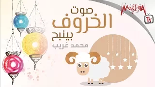 صوت الخروف بينبح مااء مااء كل سنه وانتم طيبين 