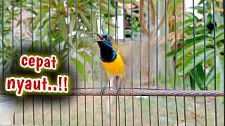 bikin cepat nyaut sogon gacor ngleper sogongacor sogokontonggacor pqncingqnsogonagarbunyi sogon