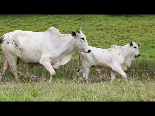 Matriz Nelore ACSM - 152