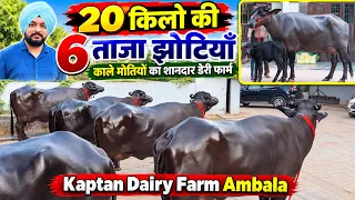 20 किलो की 6 ताजा झोटियाँ, काले मोतियों का शानदार डेरी फार्म || Kaptan Dairy Farm (9053501000)