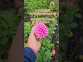 Download Lagu What stage I cut our dahlias at for our mixed bouquet. #shorts #dahlias #dahliaflowers #garden
