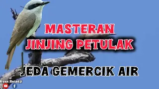 masteran jinjing petulak gacor jeda air mengalir