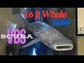 Large Paper Mache Whale Sculpture Build