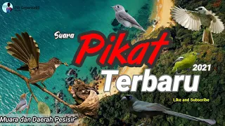 suara pikat terbaru 2021 cocok untuk lokasi hutan mangrove hutan muara dan hutan pesisir