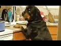 Lagu FUNNIEST Rottweiler Dogs On The Planet are Here!