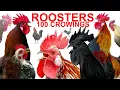 COMPILATION 100 roosters crowing - Ayam Cemani Brahma Leghorn Serama Silkie Wyandotte chickens
