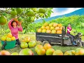 Download Lagu Rewind Timelapse: Use 3-Wheeled Vehicle Harvesting Many Grapefruit Goes to Countryside Market Sell