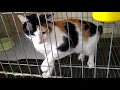 Download Lagu kucing telon jantan bisa selamat sampai dewasa || tidak di makan induk atau kucing jantan lain