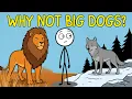 Why Are There Big Cats But No Big Dogs