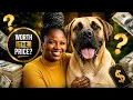 The Shocking Price For A GIANT BOERBOEL Puppy