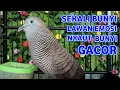 Lagu Perkutut Lokal Gacor Suara Super Kristal - Pancingan Malas Bunyi  (99%AMPUH BANGET)