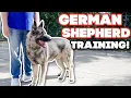 How to train a German Shepherd
